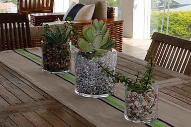 Add the Brilliance of Succulents to Your Home