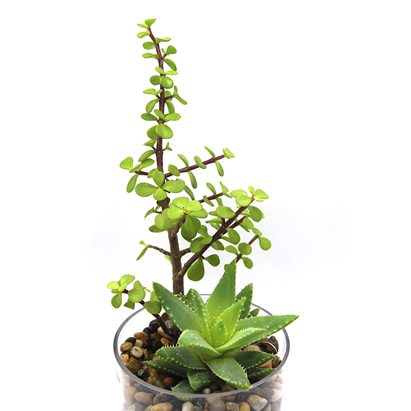 Living Jade & Aloe Succulent DIY Kit