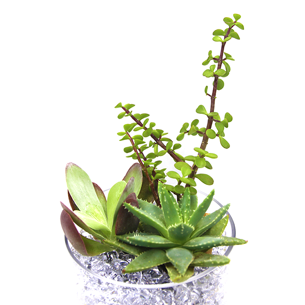 Living Jade, Aloe & FlapJack Succulent DIY Kit
